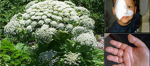 The Lost Book of Remedies foods