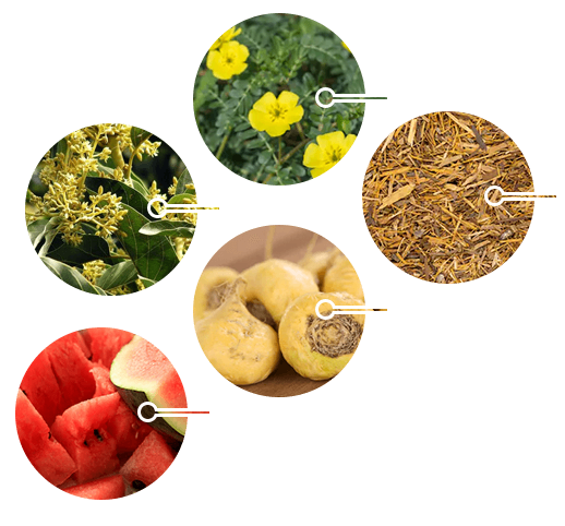 ED Elixir ingredients