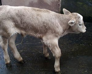 White Muscle Disease