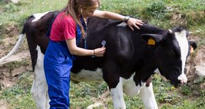 White Muscle Disease