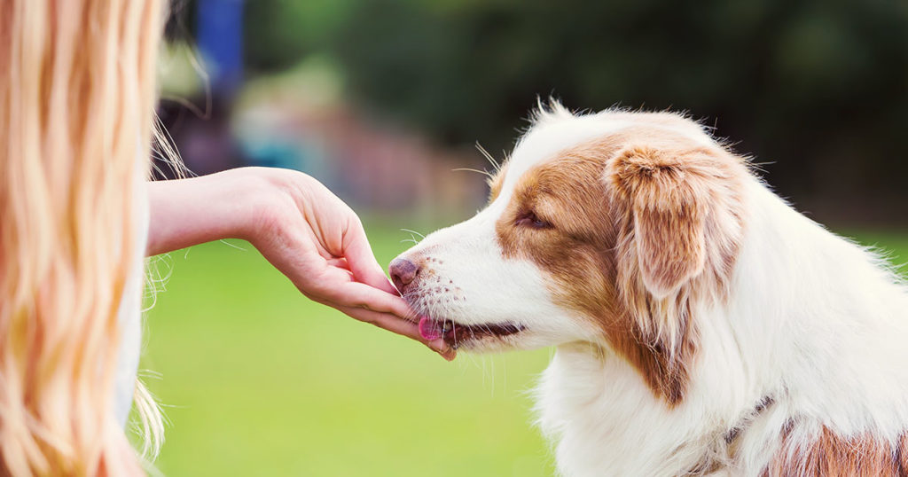 Struggling To Make Your Dogs Take Their Pills? Tricks And Easy Solutions 