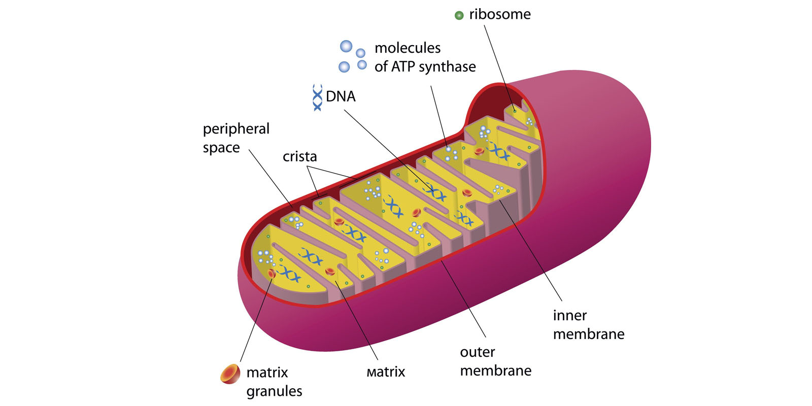 mitochondrial health-Reignite Weight Loss supplement working