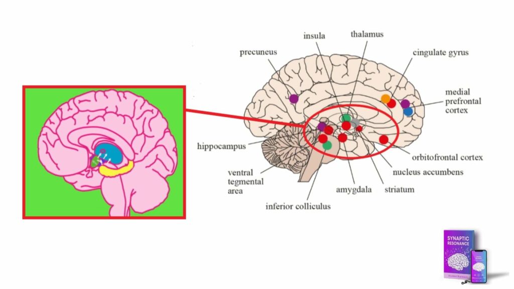 synaptic resonance benefits